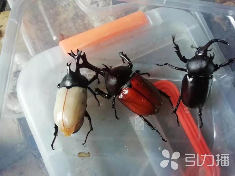 外形很 萌 不挑食 独角仙 成苏州白领新宠 我苏网 外形很 萌 不挑食 独角仙 成苏州白领新宠 我苏网